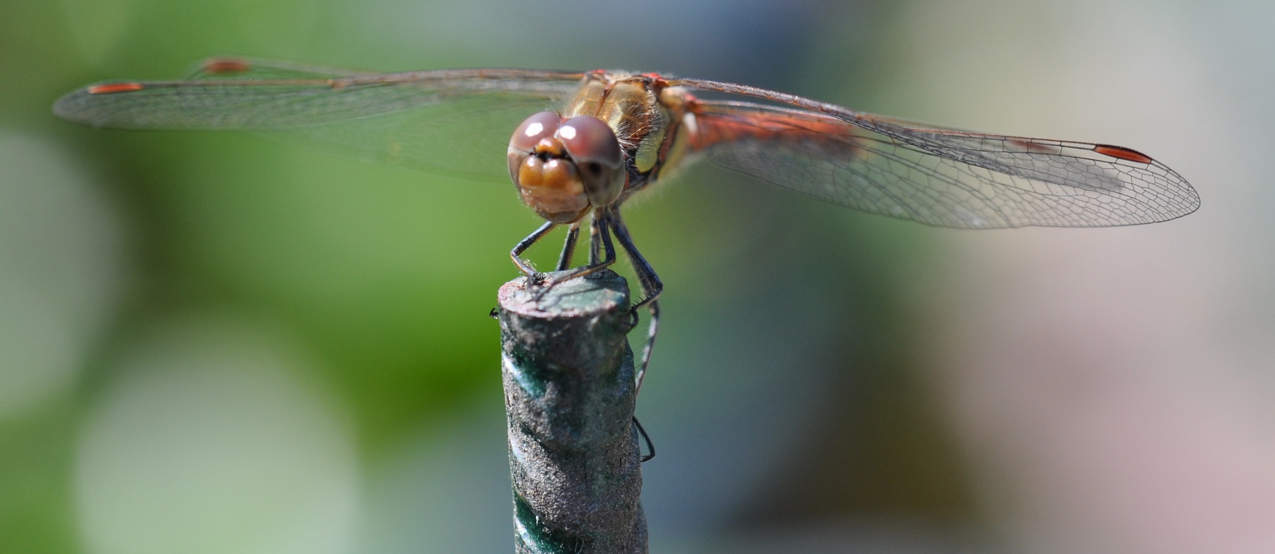 Eine Keilflecklibelle am Gartenteich