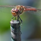 Eine Keilflecklibelle am Gartenteich