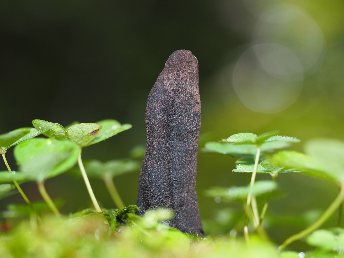 Eine Kerze leuchtet im dunkeln Wald ...