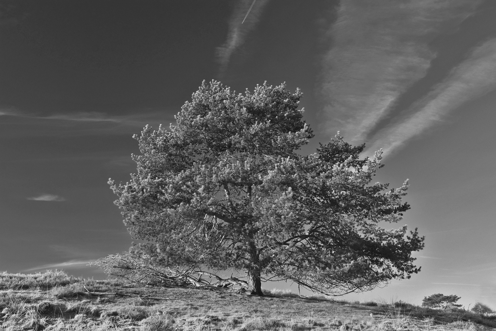 Eine Kiefer in der Westruper Heide....