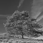 Eine Kiefer in der Westruper Heide....