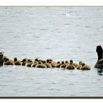 Eine Kinderreiche Gänsefamilie .