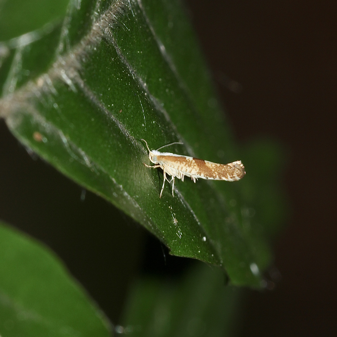 Eine Kirschblüten(knospen)motte, Argyresthia pruniella