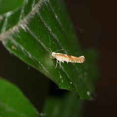 Eine Kirschblüten(knospen)motte, Argyresthia pruniella