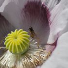 Eine klein Biene in der Blühte