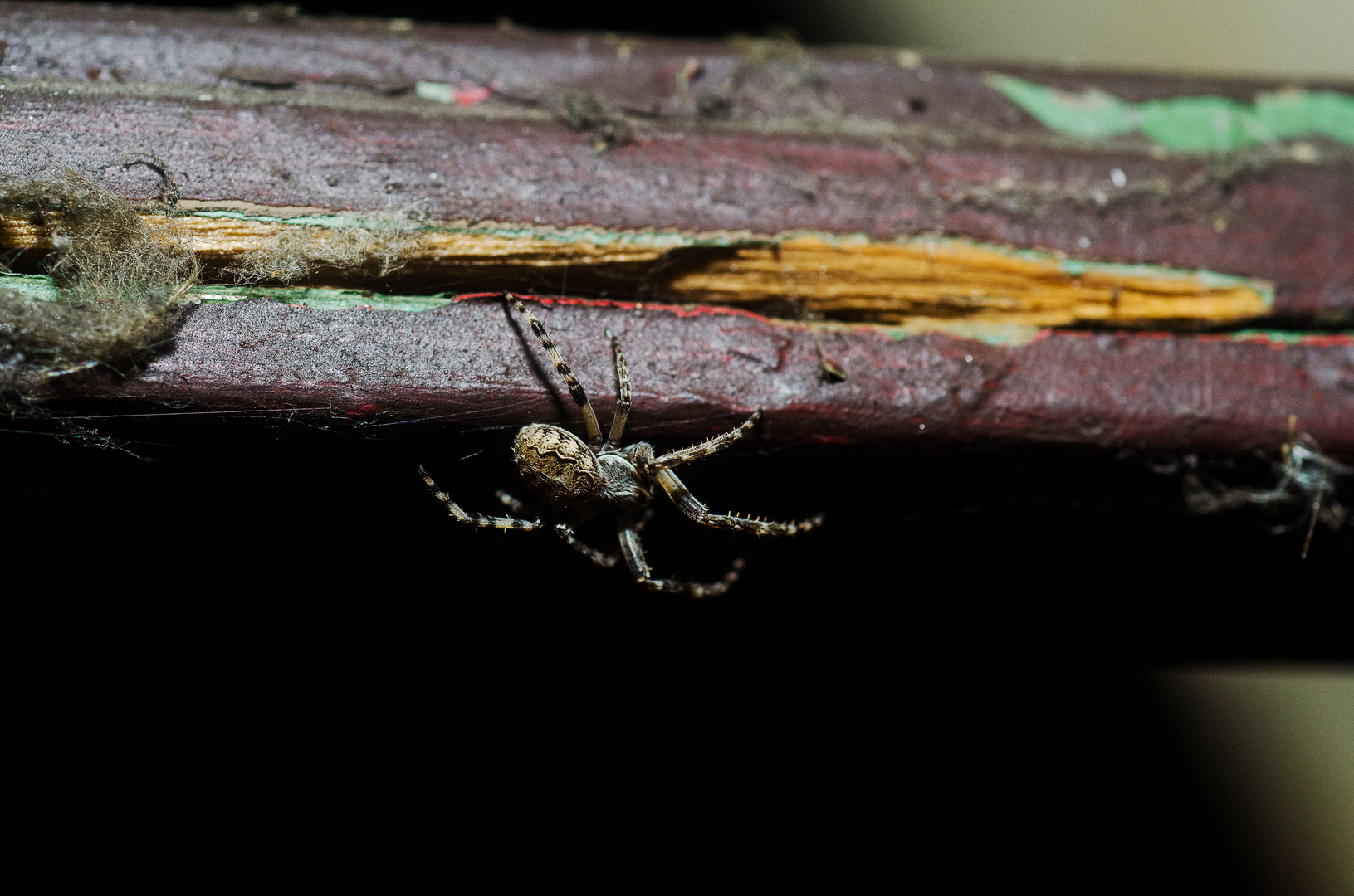 Eine kleine aber feine Spinne^^