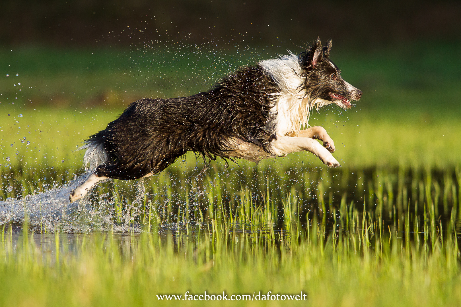 Eine kleine Abkühlung gefällig? Sheltiekind in Action