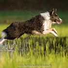 Eine kleine Abkühlung gefällig? Sheltiekind in Action