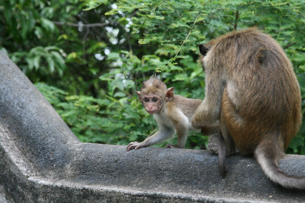 Eine kleine Affenfamilie in Sri Lanka