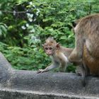 Eine kleine Affenfamilie in Sri Lanka