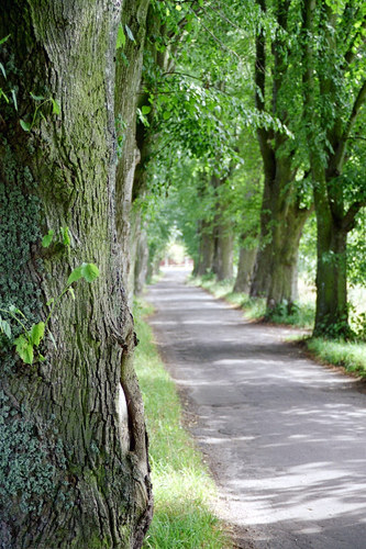 Eine kleine Allee