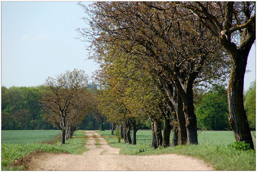 Eine "kleine" Allee...