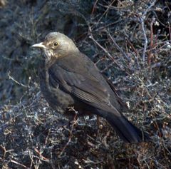 Eine kleine Amsel