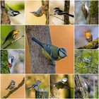 Eine kleine Auswahl der Vögel 2021