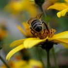 Eine kleine Besucherin