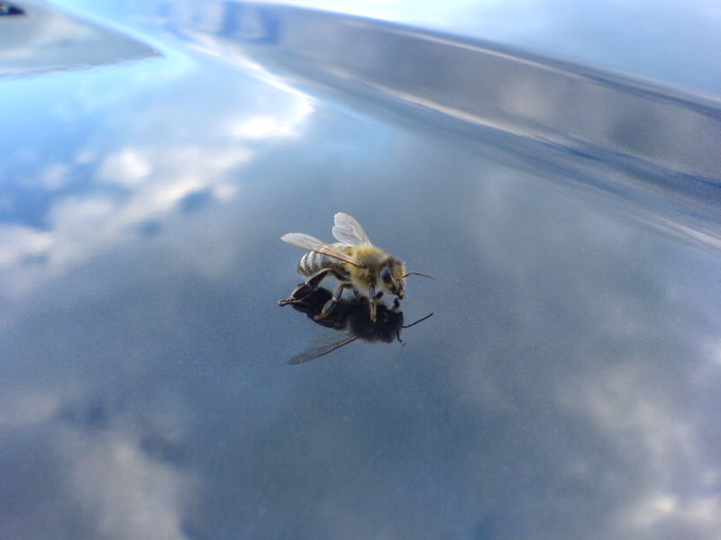 eine kleine Biene
