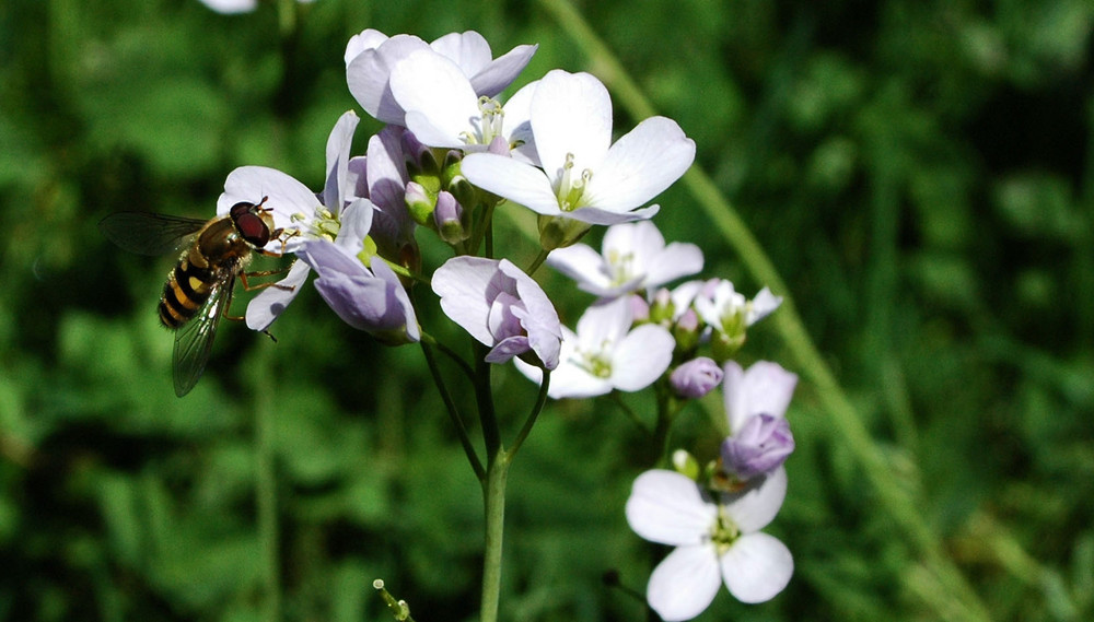 Eine kleine Biene in meinem Garten