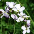 Eine kleine Biene in meinem Garten