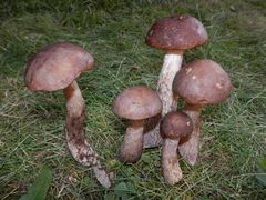 Eine kleine Birkenpilz-Aufsammlung (Leccinum scabrum)