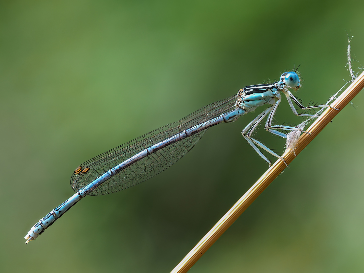 Eine kleine blaue aus Kroatien 