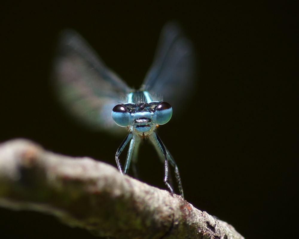 Eine kleine Blaue im Licht