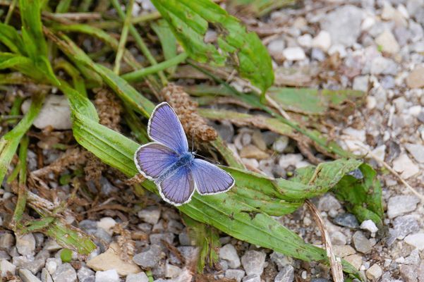 eine kleine blaue Schönheit