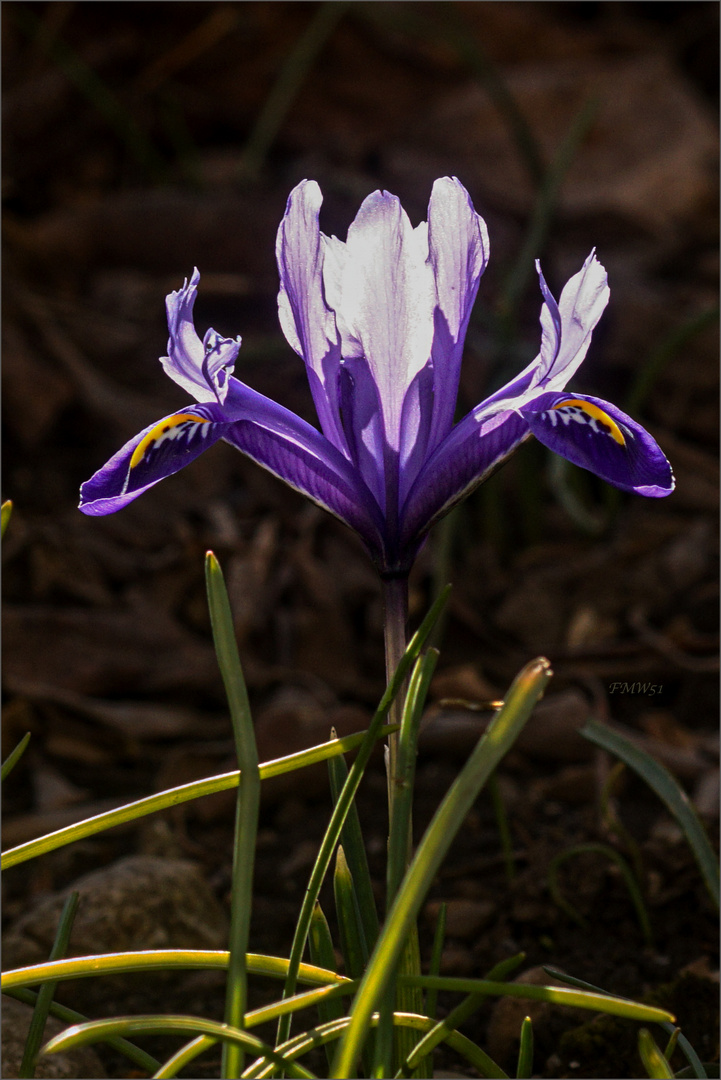 Eine kleine blaue Schwertlilie 