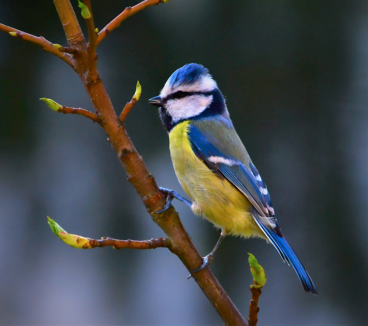 eine kleine Blaumeise..