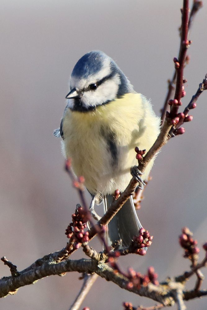 Eine kleine Blaumeise