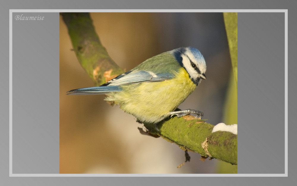 eine kleine Blaumeise