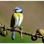 ---- Eine kleine Blaumeise ---- ( Parus caeruleus )