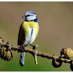 ---- Eine kleine Blaumeise ---- ( Parus caeruleus )