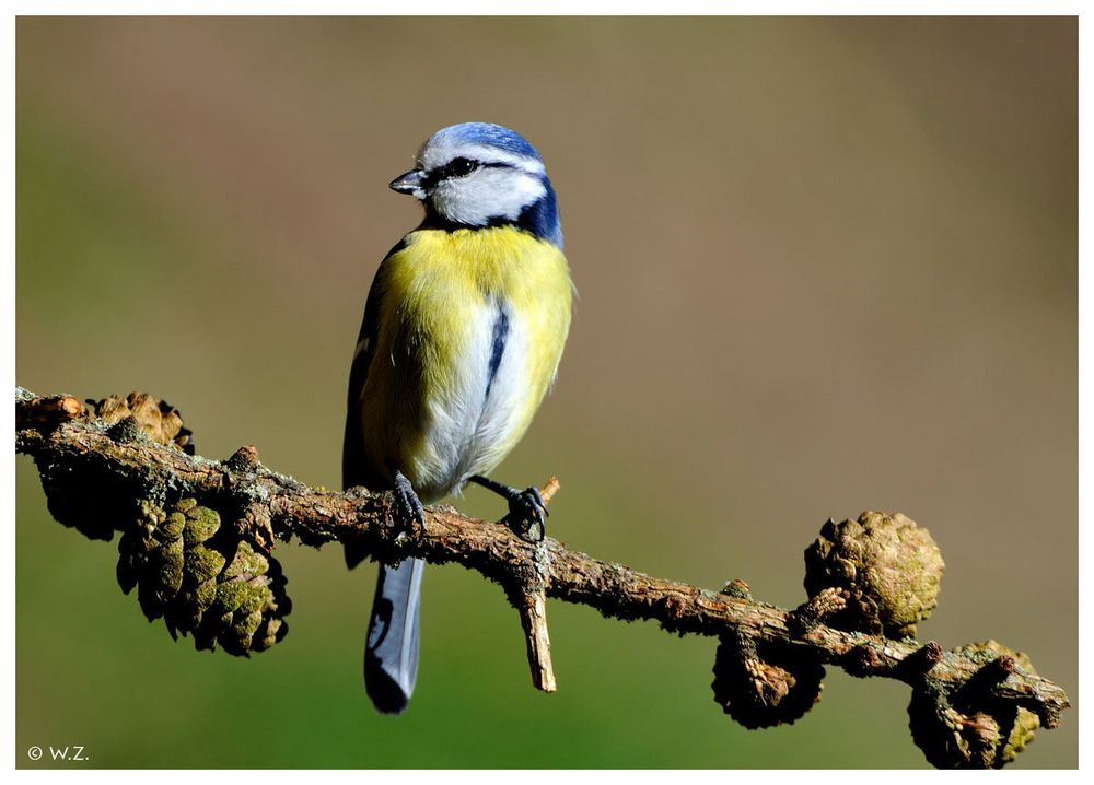 ---- Eine kleine Blaumeise ---- ( Parus caeruleus )