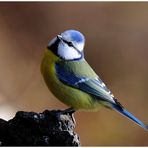 Eine kleine Blaumeise - ( Parus caeruleus )