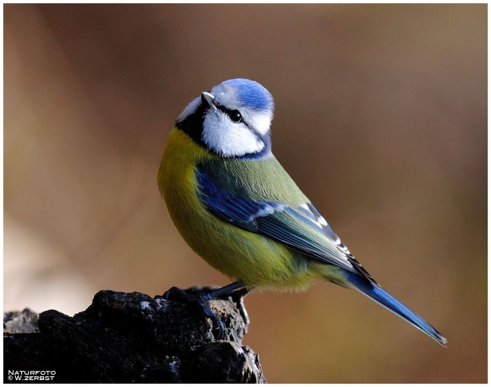 Eine kleine Blaumeise - ( Parus caeruleus )