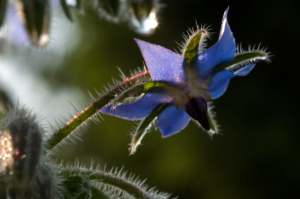 Eine kleine Blüte 2