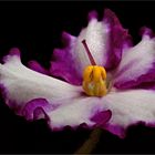 Eine kleine Blume .. die fotografisch wenig beachtet wird  