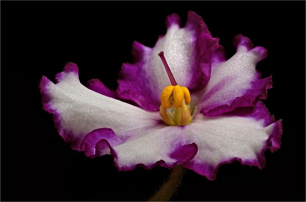 Eine kleine Blume .. die fotografisch wenig beachtet wird - ( Stacking Bild )   