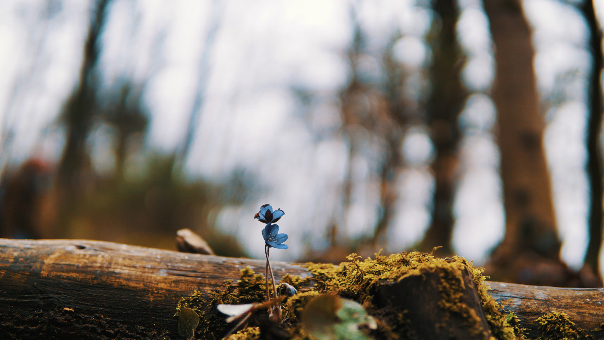 Eine kleine Blume in einem großen Wald