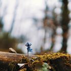 Eine kleine Blume in einem großen Wald