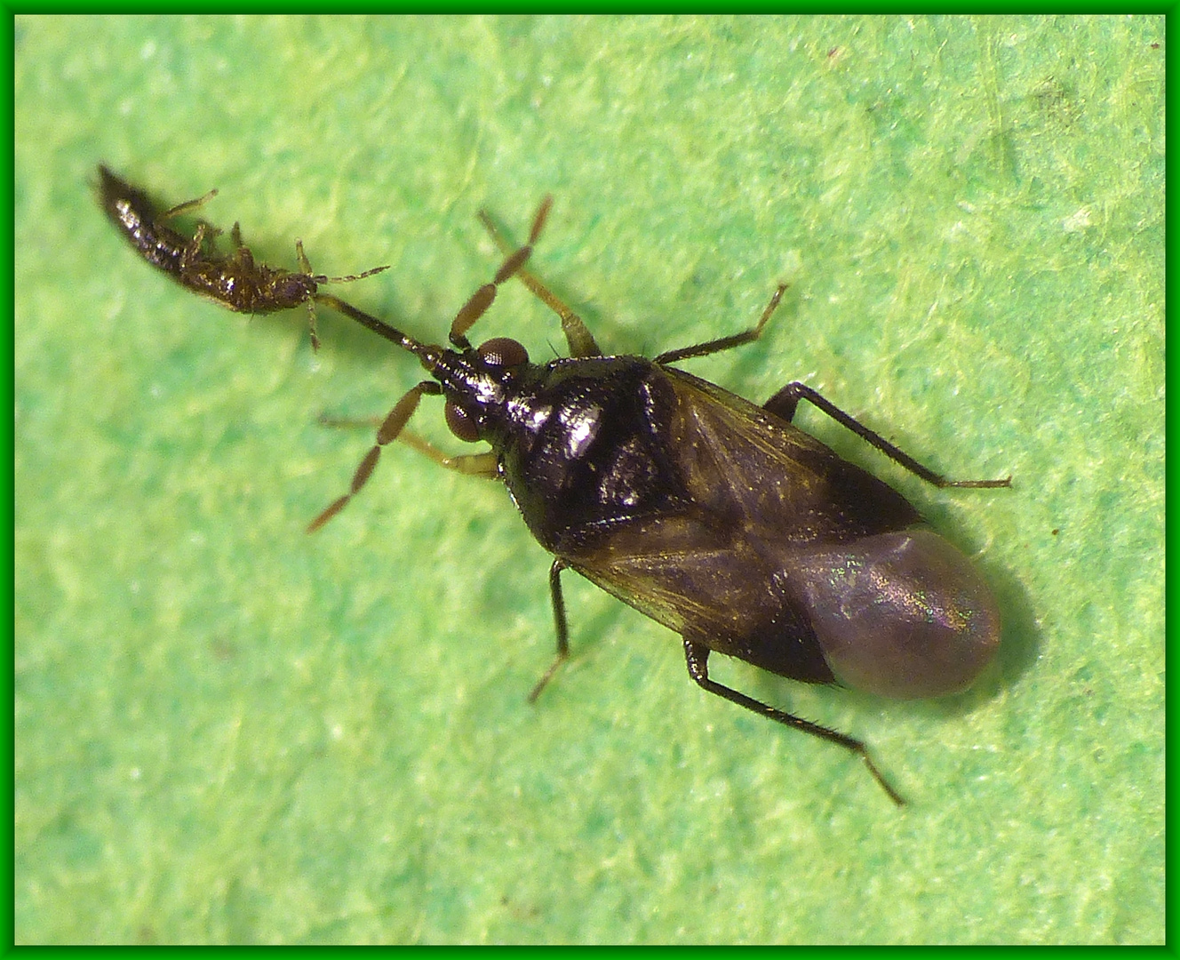 Eine kleine Blumenwanze (1,8 mm groß) - Orius sp.