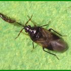 Eine kleine Blumenwanze (1,8 mm groß) - Orius sp.