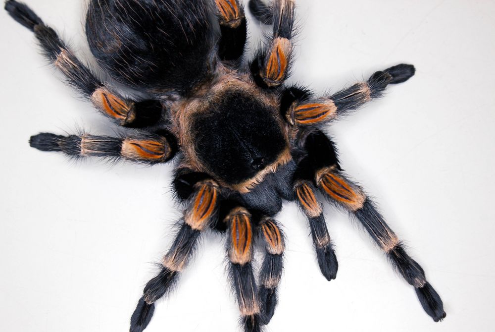 Eine "kleine" Brachypelma smithi ;-)