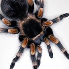 Eine "kleine" Brachypelma smithi ;-)