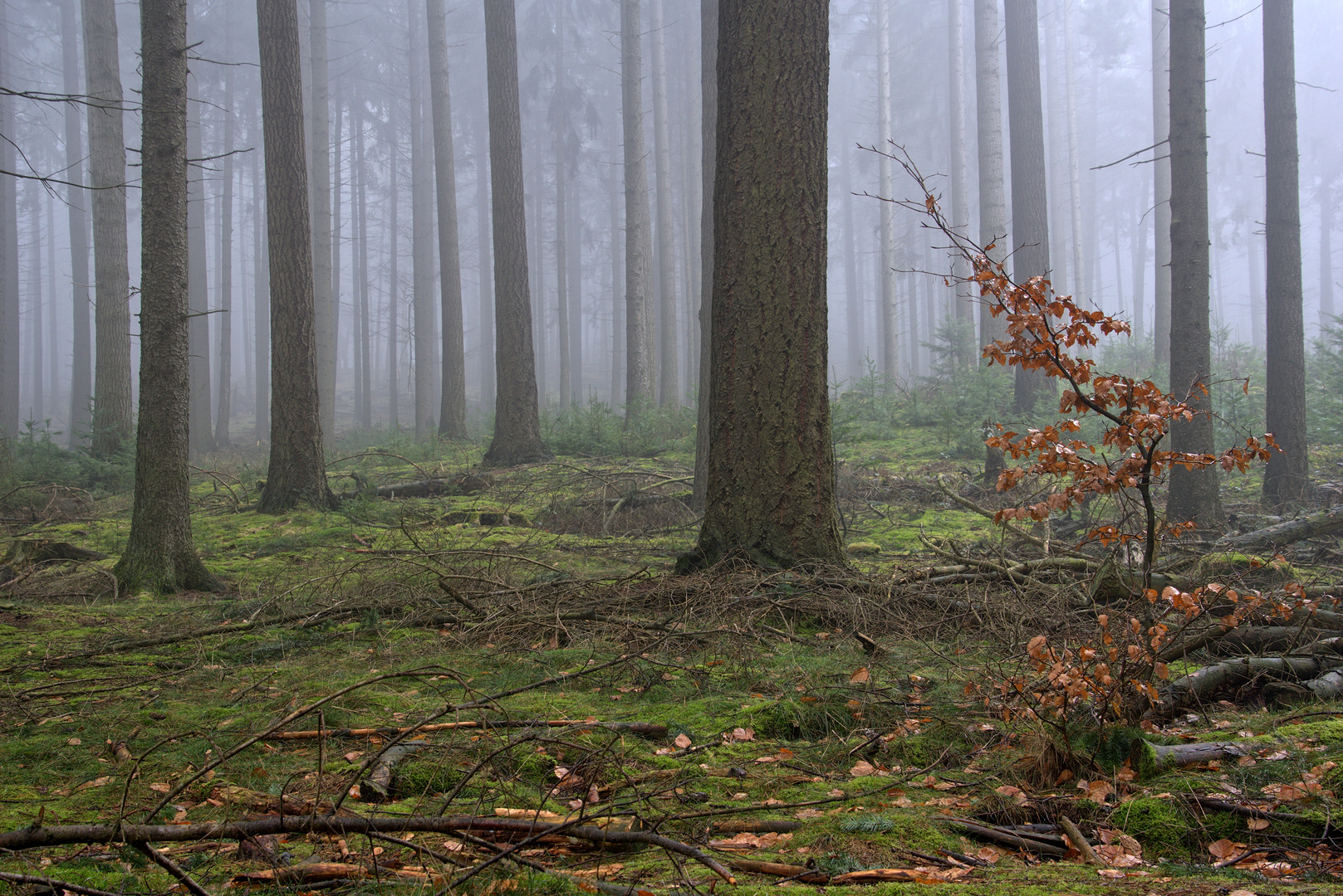 Eine kleine Buche versucht es mal im Nadelwald