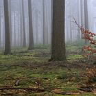 Eine kleine Buche versucht es mal im Nadelwald