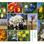 Eine kleine Collage von meinem Garten ( un colage de mi jardín)