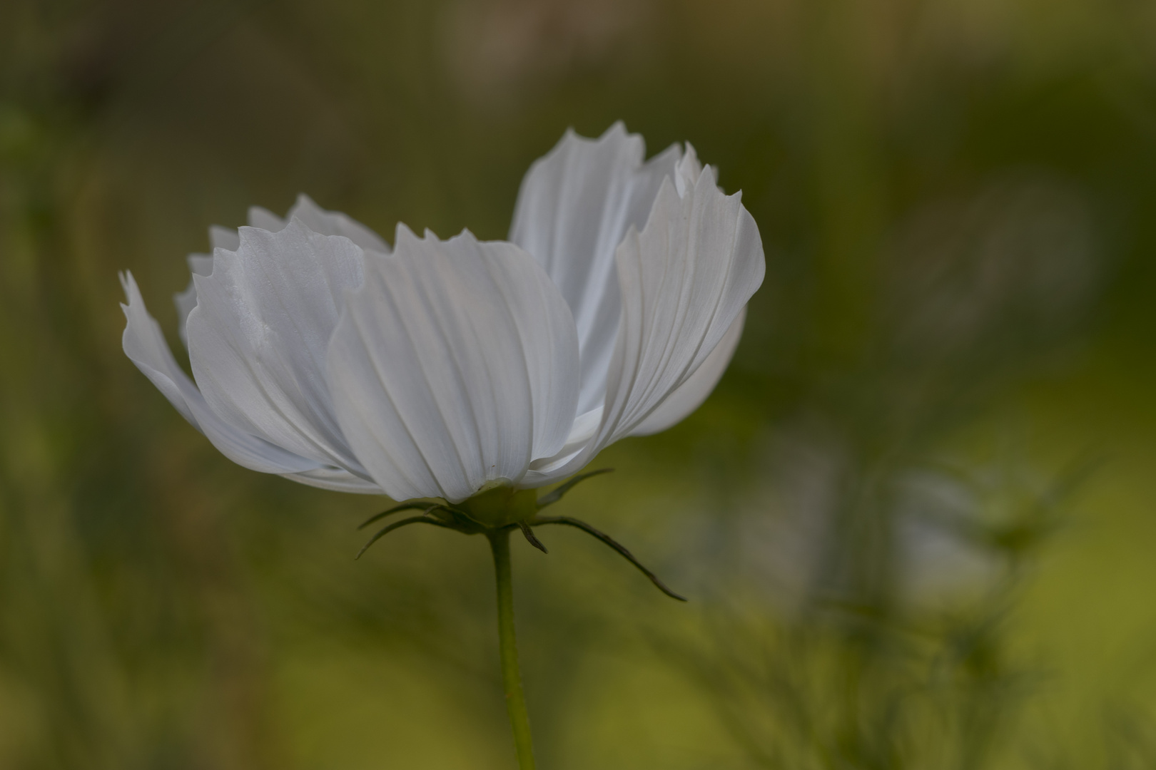 Eine kleine Cosmea