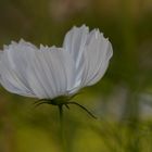 Eine kleine Cosmea