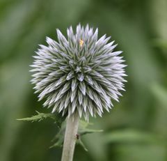 eine kleine Distel